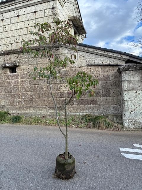 常緑ヤマボウシ　株元から180ｃｍ　ホンコンエンシス　月光