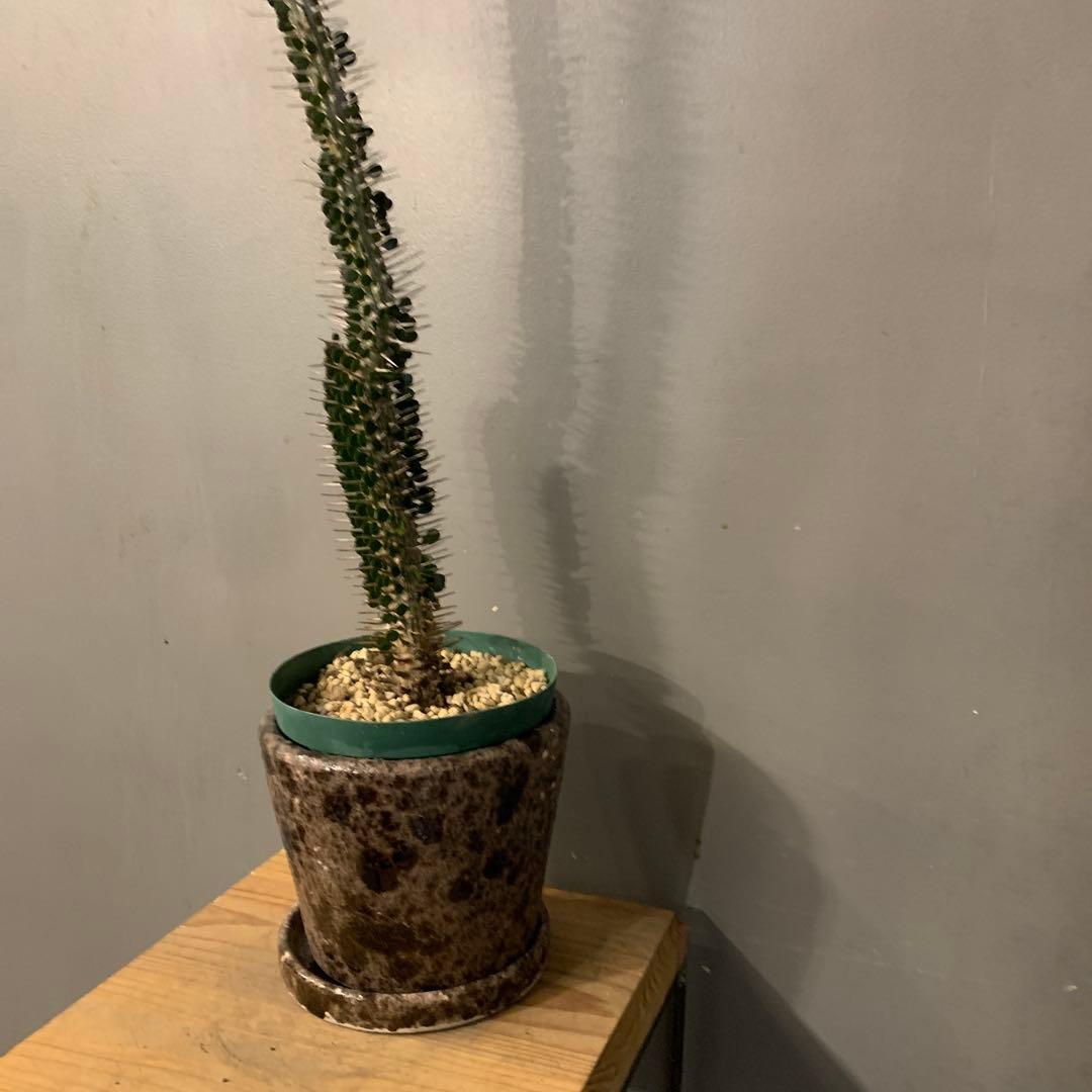 アローディア モンタグナッキー 陶器鉢 お皿付き