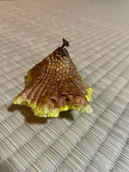 蜂の巣　キボシアシナガバチ
