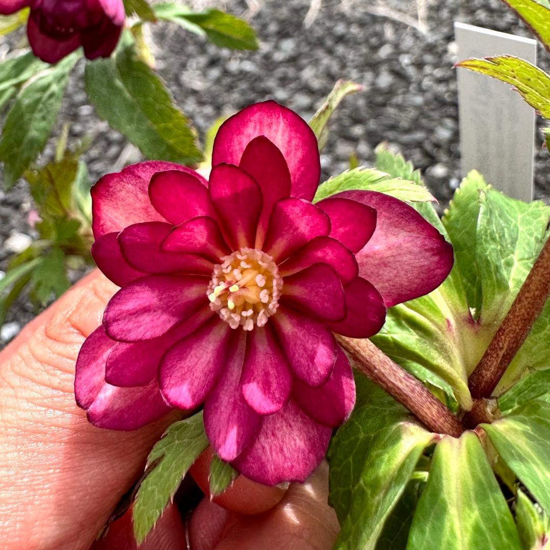 クリスマスローズ　ミスティーク dd 交配苗　大木ナーサリー