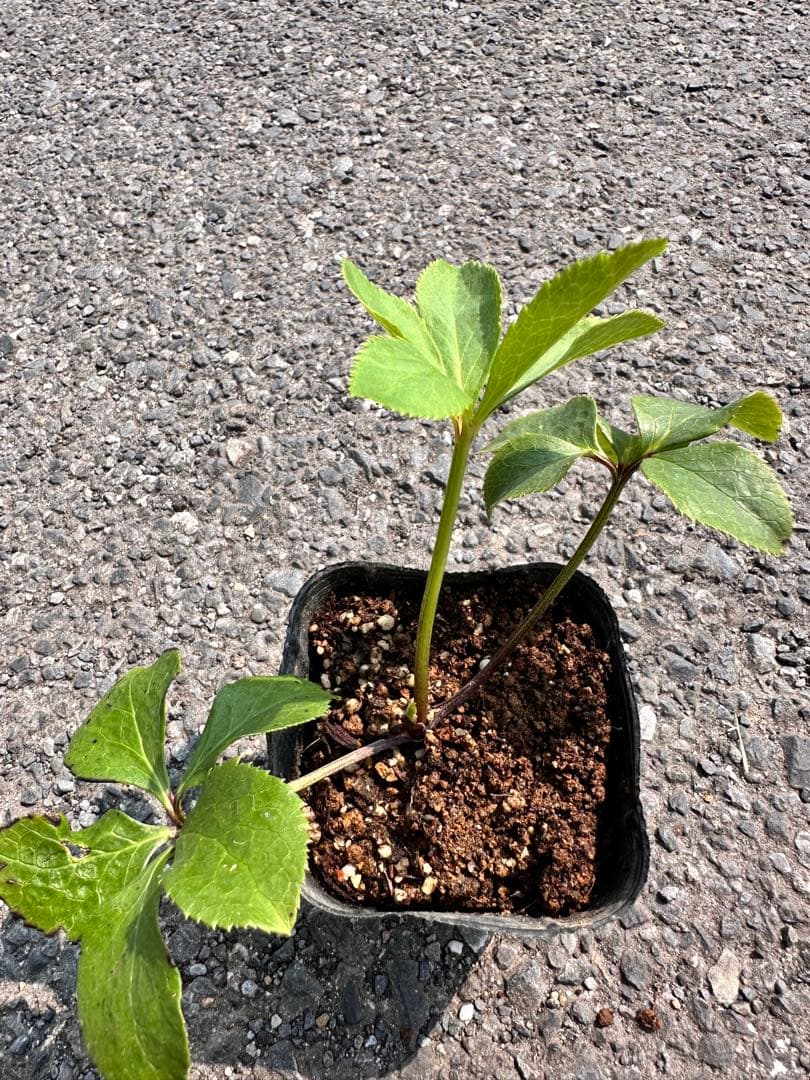 クリスマスローズ　ミスティーク dd 交配苗　大木ナーサリー