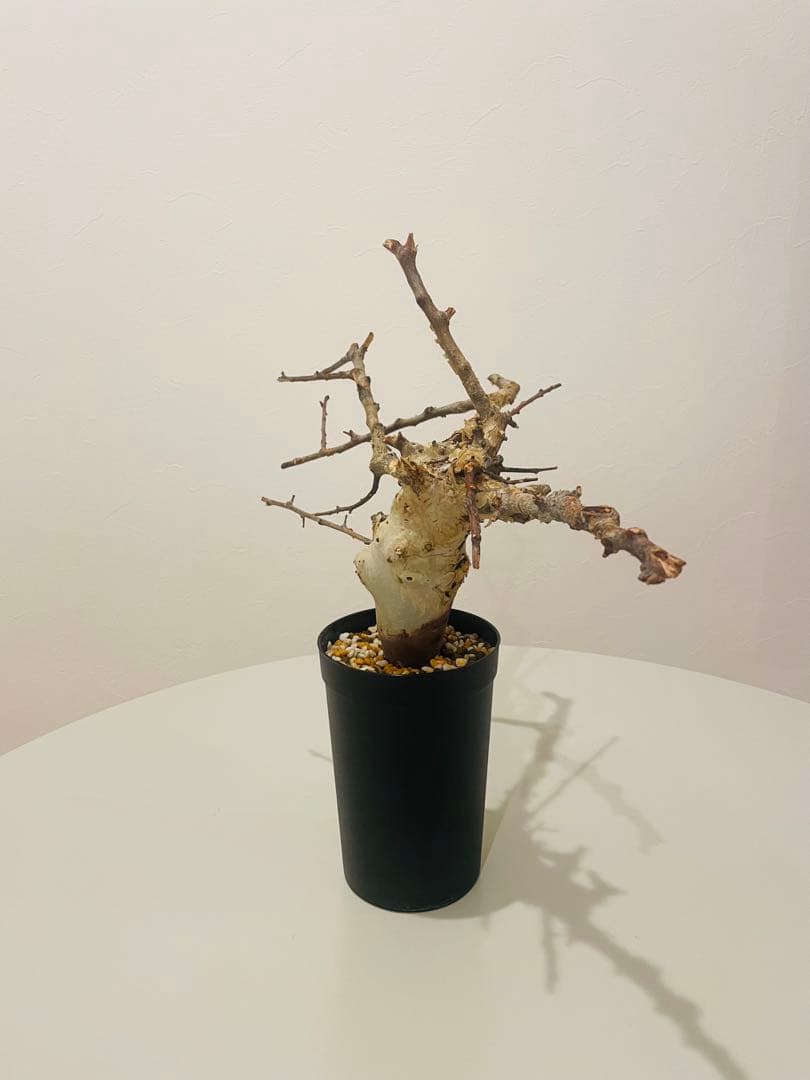 コミフォラ カタフ ターカネンシス（発根管理中）