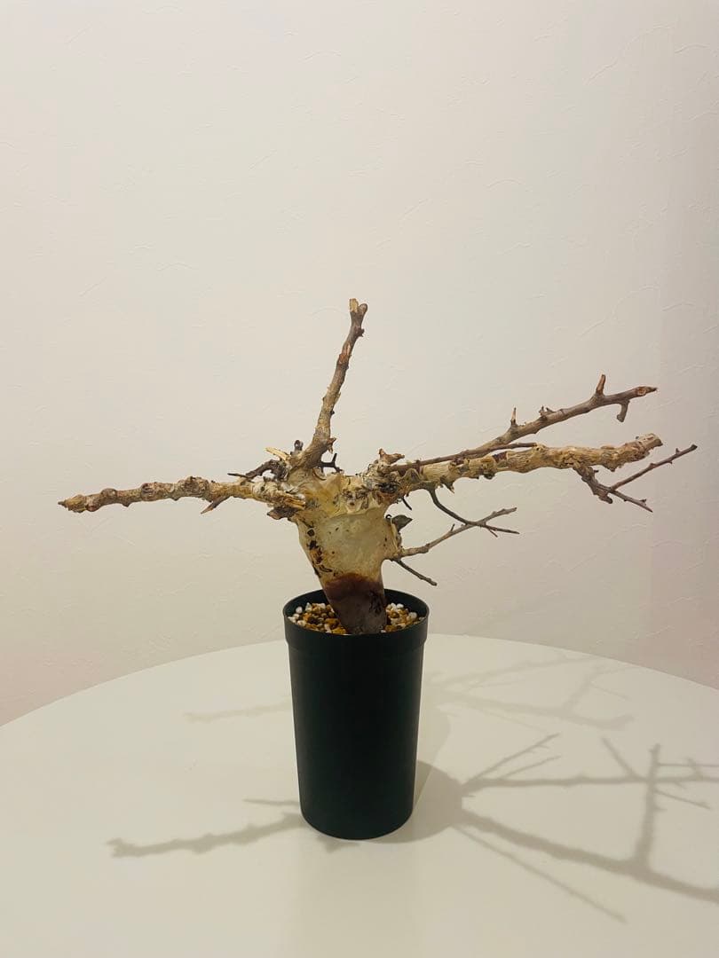 コミフォラ カタフ ターカネンシス（発根管理中）