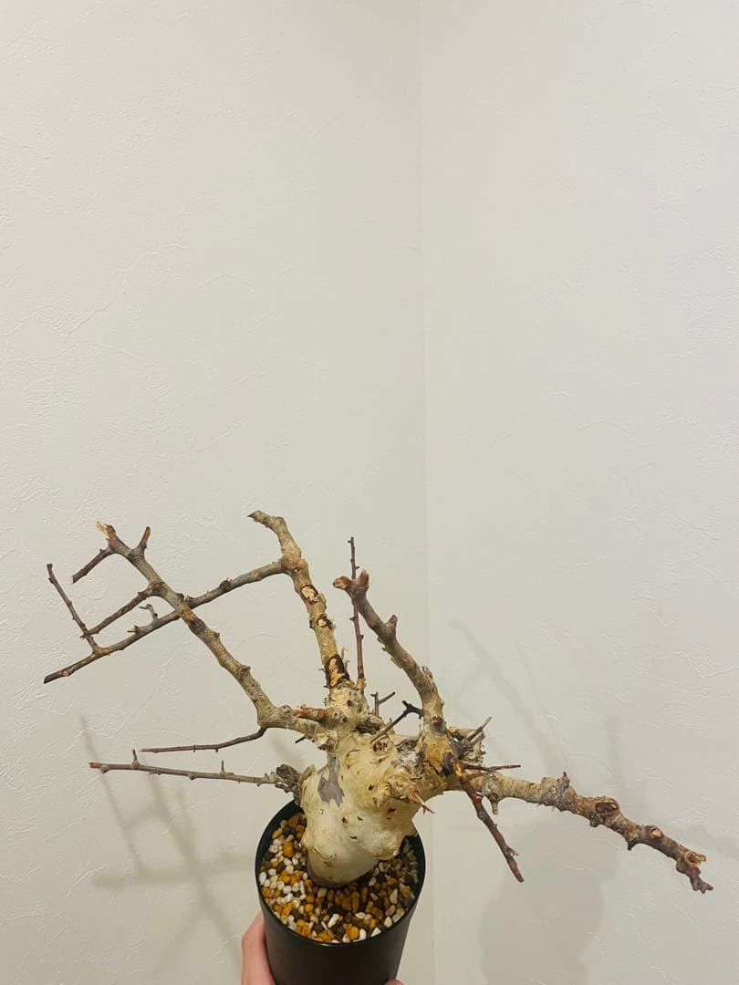 コミフォラ カタフ ターカネンシス（発根管理中）