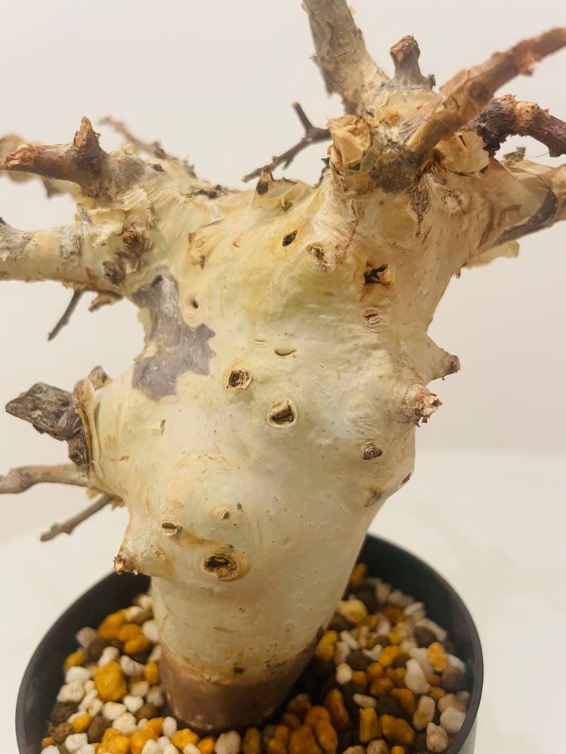 コミフォラ カタフ ターカネンシス（発根管理中）