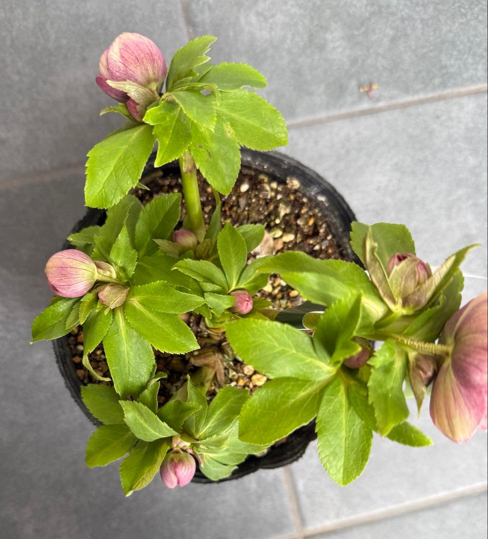 クリスマスローズ　広瀬園芸スモーキーピンクベイン小輪