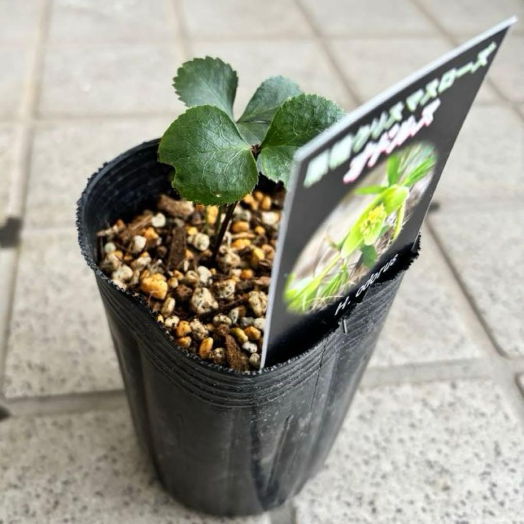 クリスマスローズ　原種　アトロルーベンス　デュメトルム　など　交配