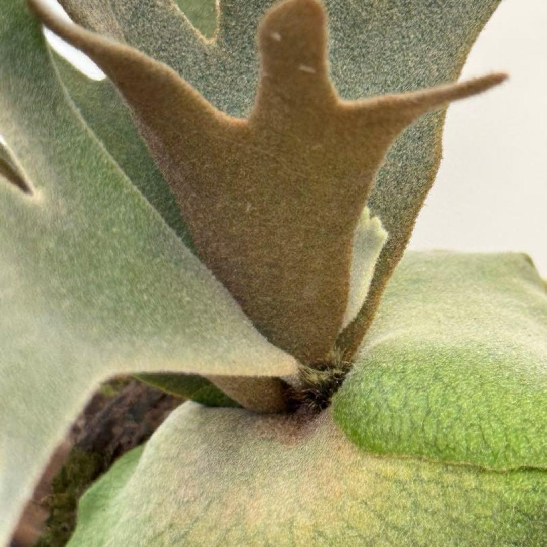 s*a様 ◆ P.Willinckii ‘OMG’ spore（O-019）