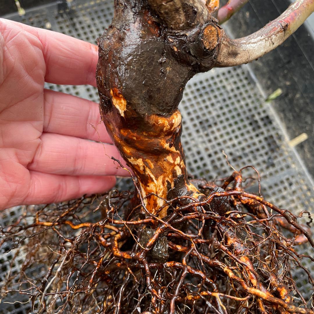 【1.19 癌腫無し　即購入可能】【ER廃盤　ジェフハミルトン苗