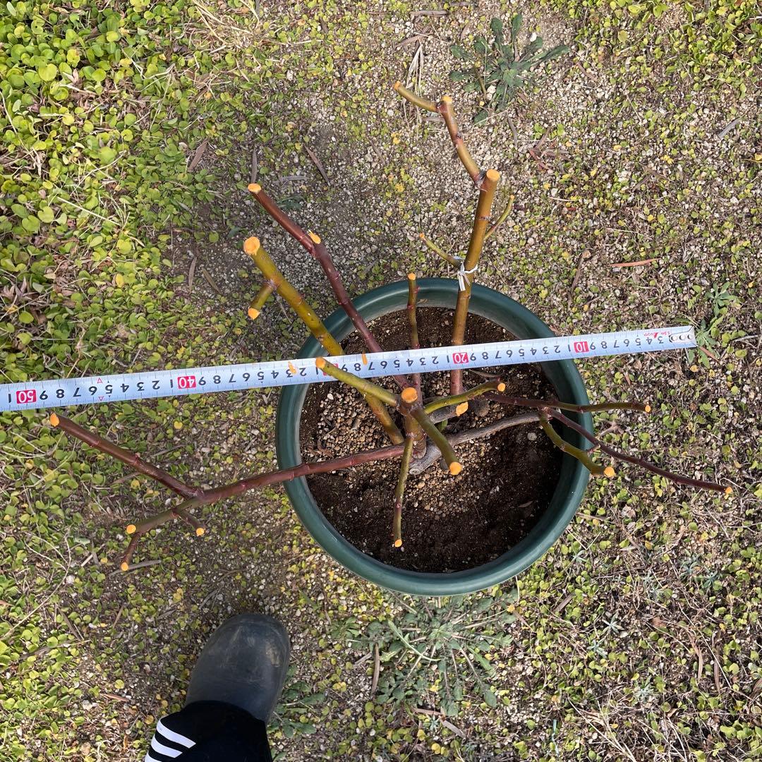 【1.19 癌腫無し　即購入可能】【ER廃盤　ジェフハミルトン苗