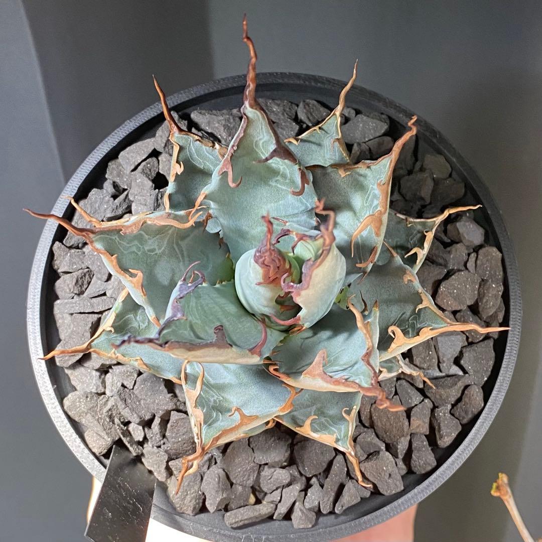 【陽炎選抜株】エボリスピナ×BBハイブリッド 実生選抜株