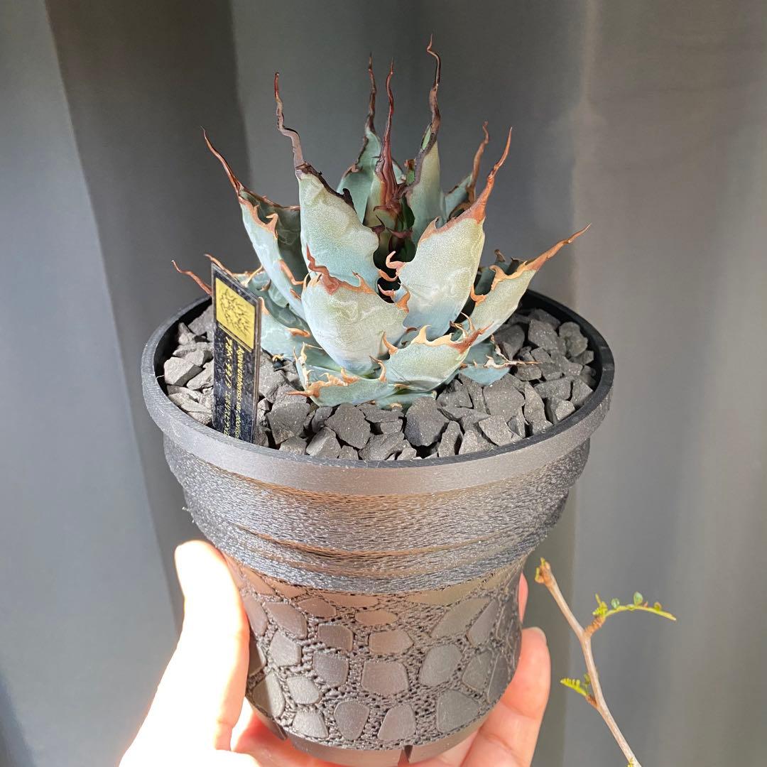 【陽炎選抜株】エボリスピナ×BBハイブリッド 実生選抜株