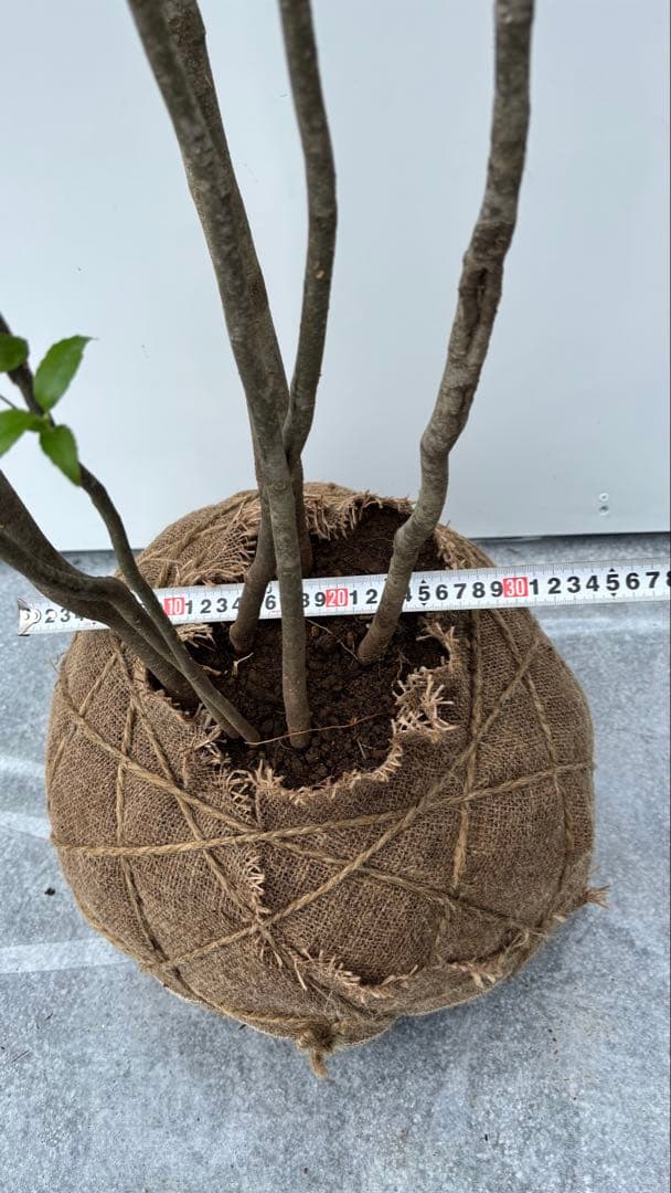 美しい樹形が魅力的 山採り ハイノキ 株立 641 樹高2.0m位 高級樹