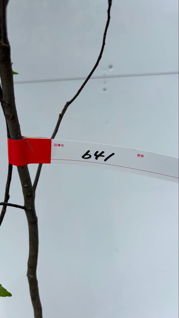 美しい樹形が魅力的 山採り ハイノキ 株立 641 樹高2.0m位 高級樹