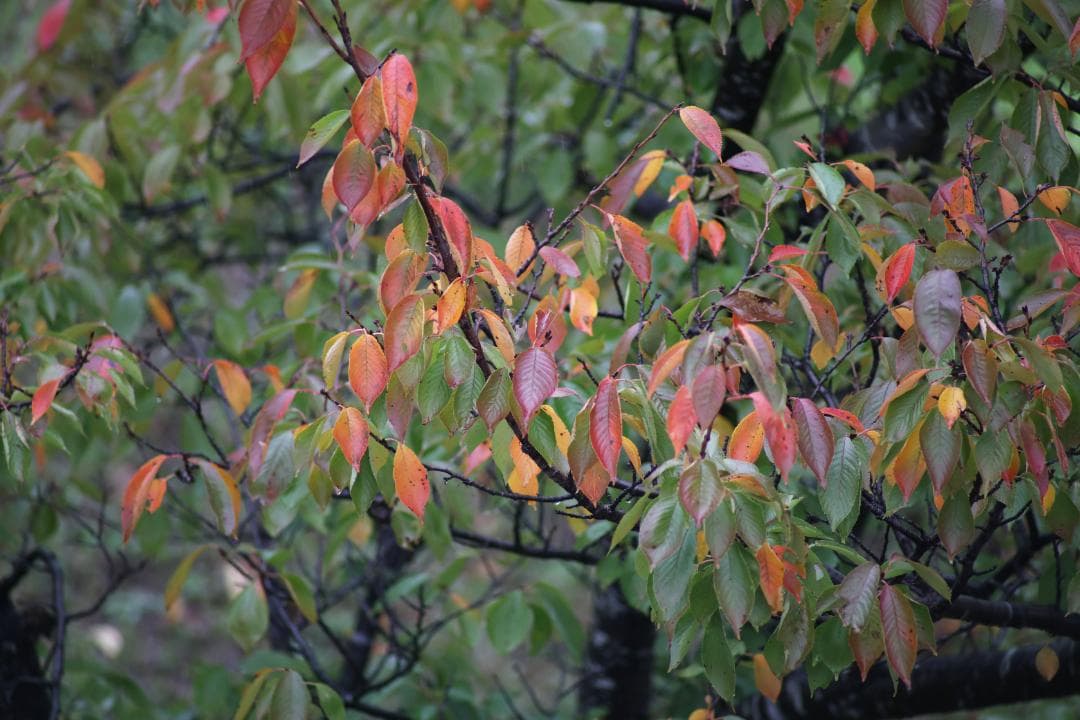 レンズ(単焦点) Carl Zeiss Tele Tessar 300mm F4 MMJ#7734