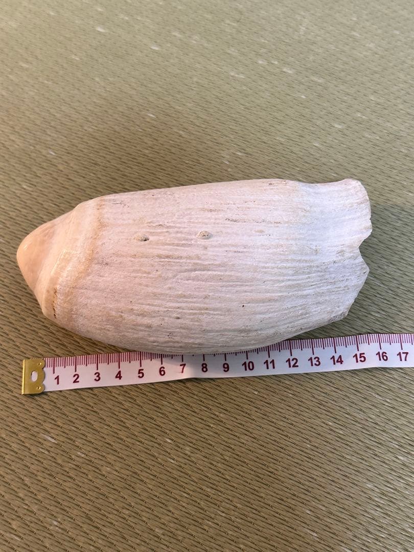 【約620g】鯨歯 標本 原歯 無加工 天然素材 コレクション 加工素材