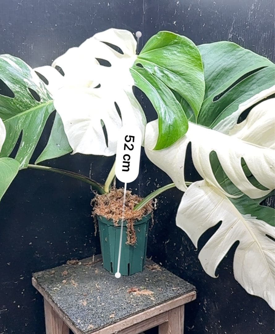 超*✿様 モンステラ斑入りハーフムーンホワイトタイガー極美斑入り　　 52cm