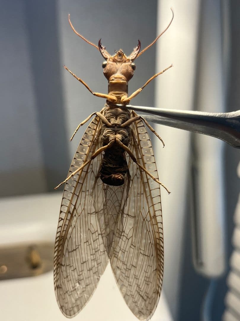 【♀】オオアゴヘビトンボ 奇蟲 タランチュラ ムカデ 標本 昆虫標本 蜻蛉