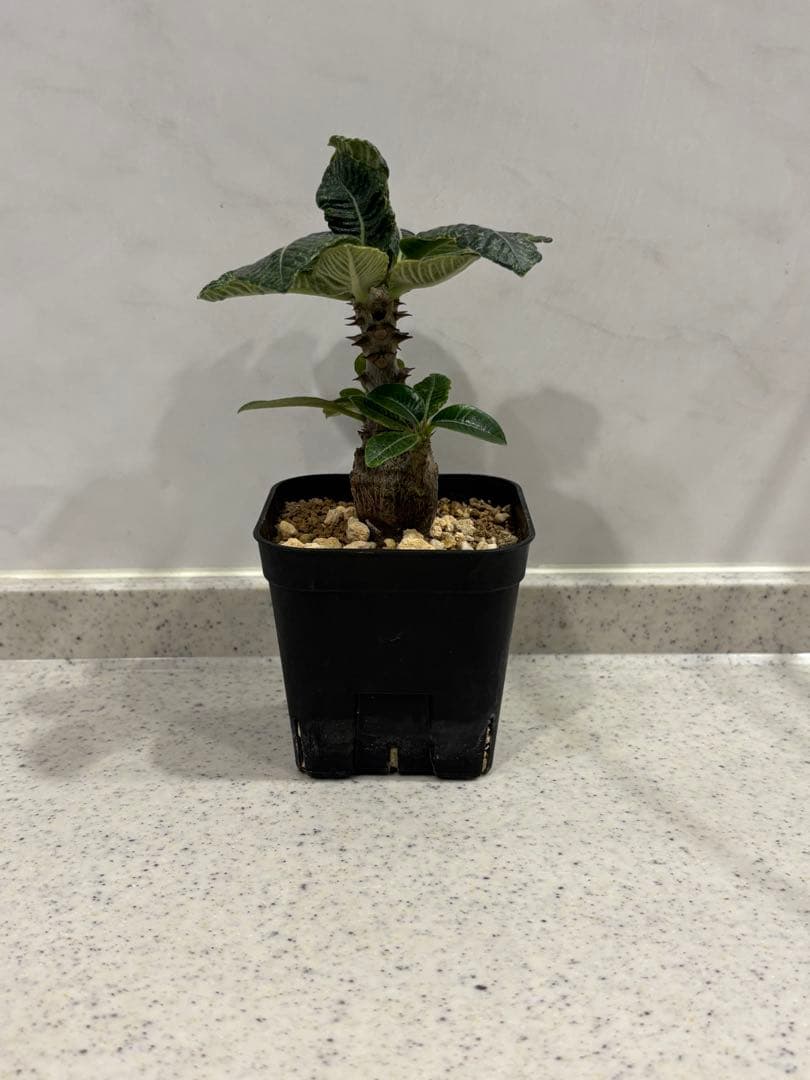 ⑧ パキポディウム ウィンゾリー 実生 国内繁殖個体