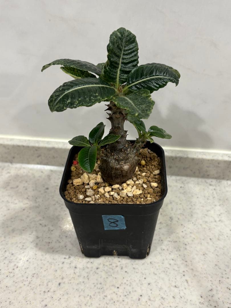 ⑧ パキポディウム ウィンゾリー 実生 国内繁殖個体