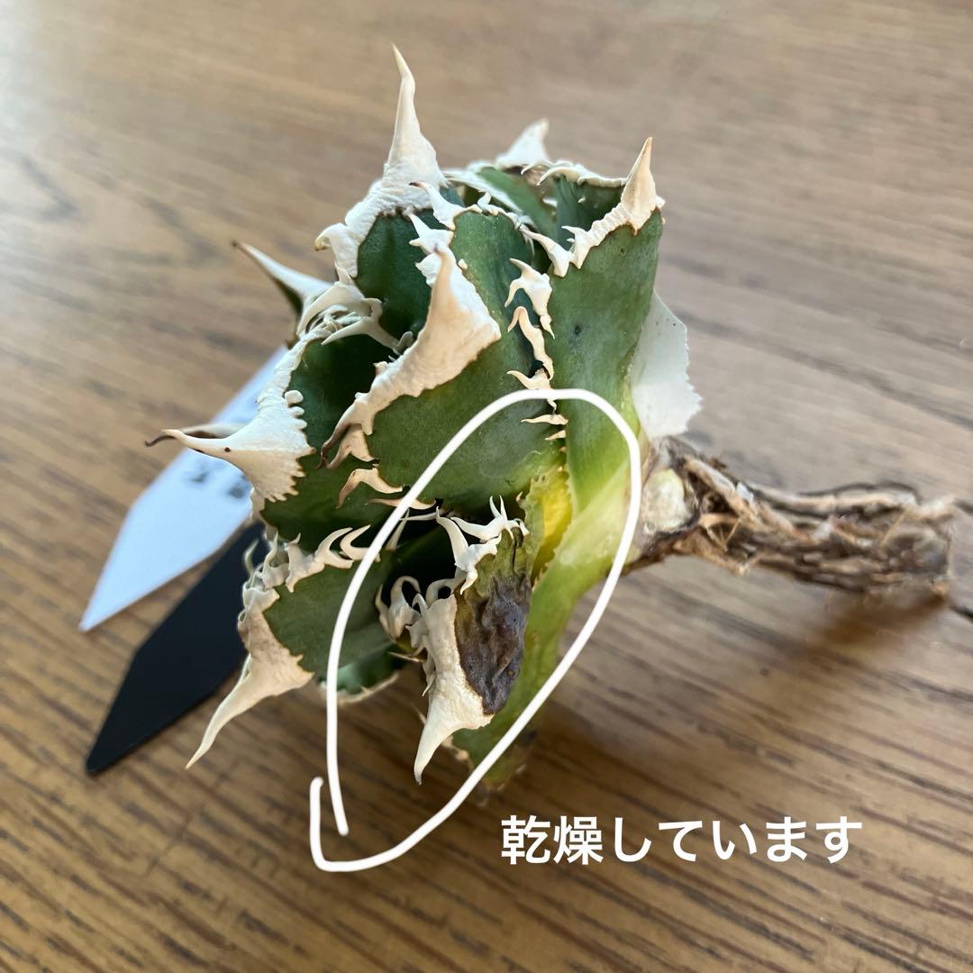 J*J様 【オークション】13 ラスト1株　優秀　アガべ　白豪刺　白豪棘　TC