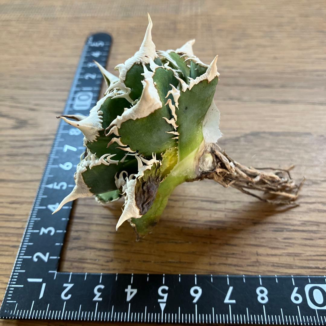 J*J様 【オークション】13 ラスト1株　優秀　アガべ　白豪刺　白豪棘　TC