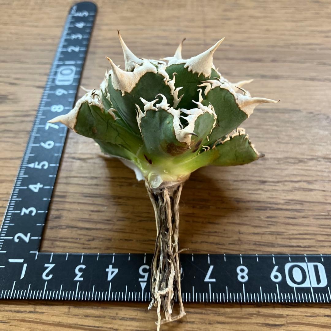 J*J様 【オークション】13 ラスト1株　優秀　アガべ　白豪刺　白豪棘　TC