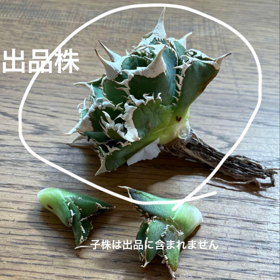 J*J様 【オークション】13 ラスト1株　優秀　アガべ　白豪刺　白豪棘　TC