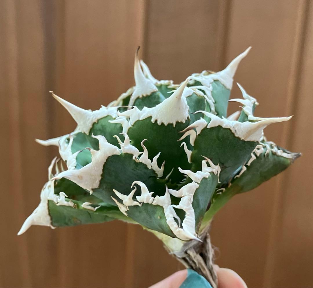 J*J様 【オークション】13 ラスト1株　優秀　アガべ　白豪刺　白豪棘　TC