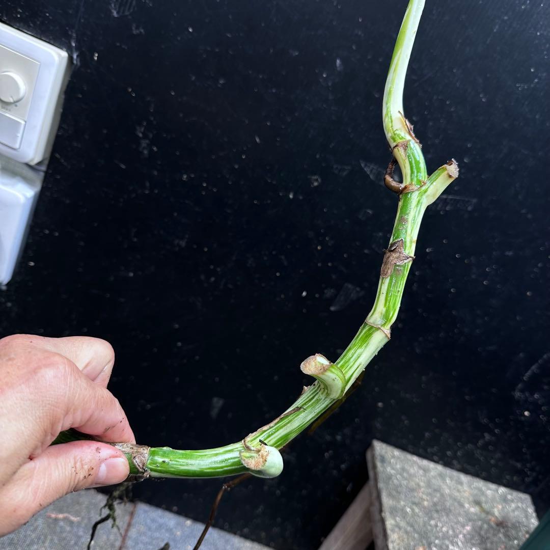 M*8様 斑入りモンステラホワイトタイガー大茎8株おまとめ