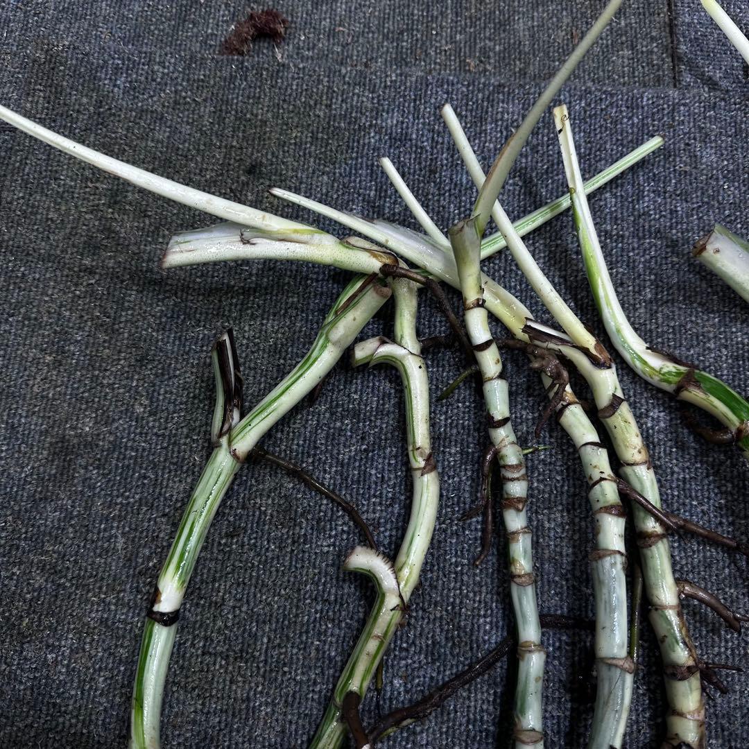 M*8様 斑入りモンステラホワイトタイガー大茎8株おまとめ