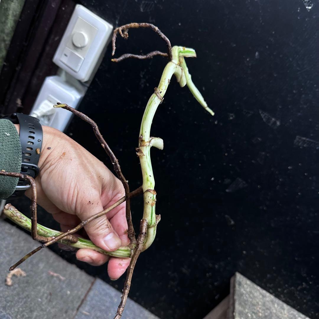 M*8様 斑入りモンステラホワイトタイガー大茎8株おまとめ