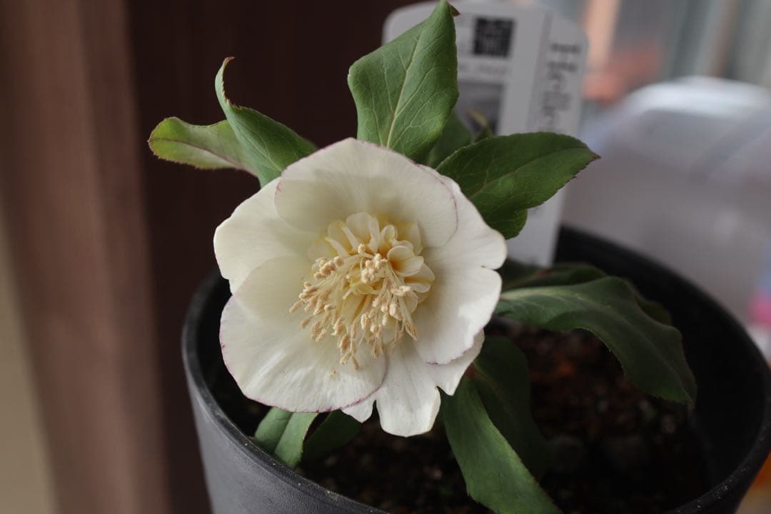 ♡広瀬園芸♡セミダブルカップ　ホワイトゴールド