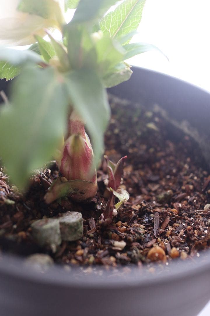 ♡広瀬園芸♡セミダブルカップ　ホワイトゴールド