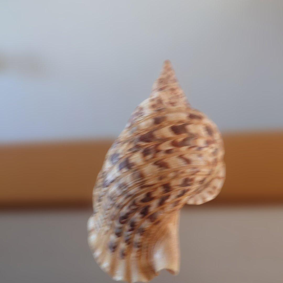 法螺貝 天然 笛 置物 ホラ貝 楽器 ほら貝