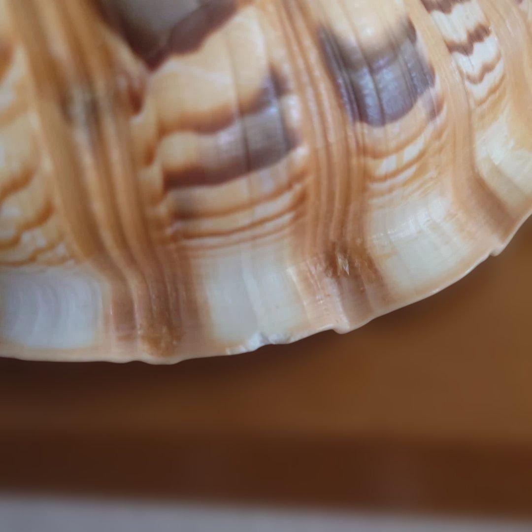 法螺貝 天然 笛 置物 ホラ貝 楽器 ほら貝