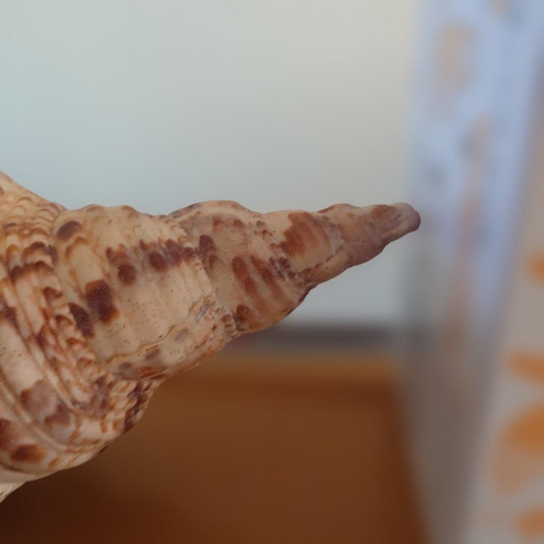 法螺貝 天然 笛 置物 ホラ貝 楽器 ほら貝