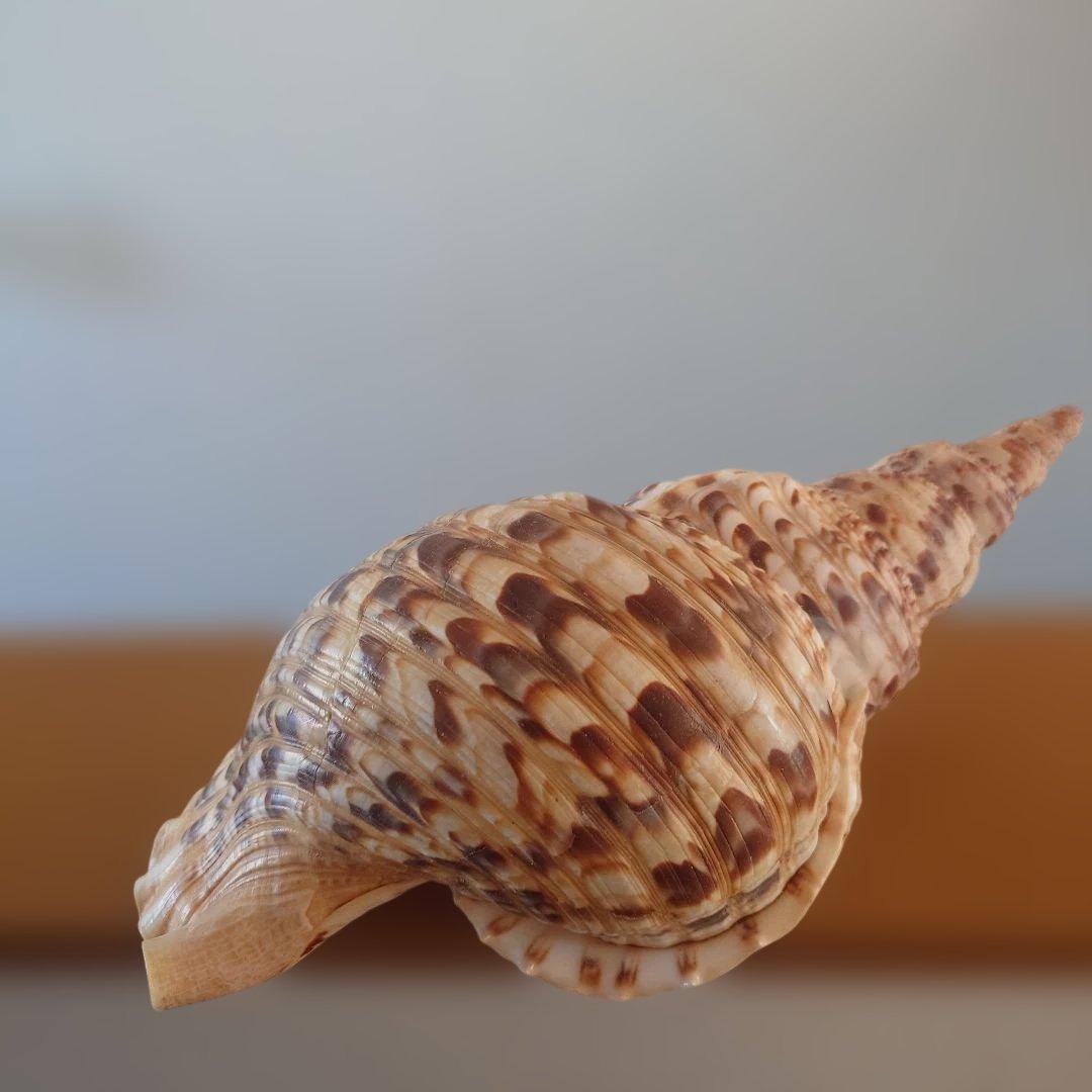 法螺貝 天然 笛 置物 ホラ貝 楽器 ほら貝