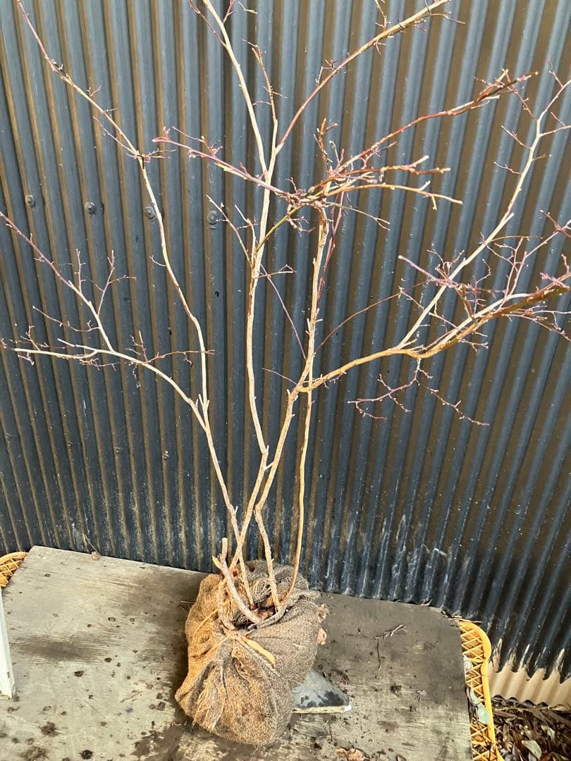 山採り　スノキ