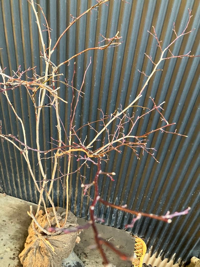 山採り　スノキ