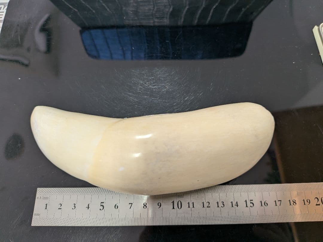 マッコウ鯨歯　本物　磨き済