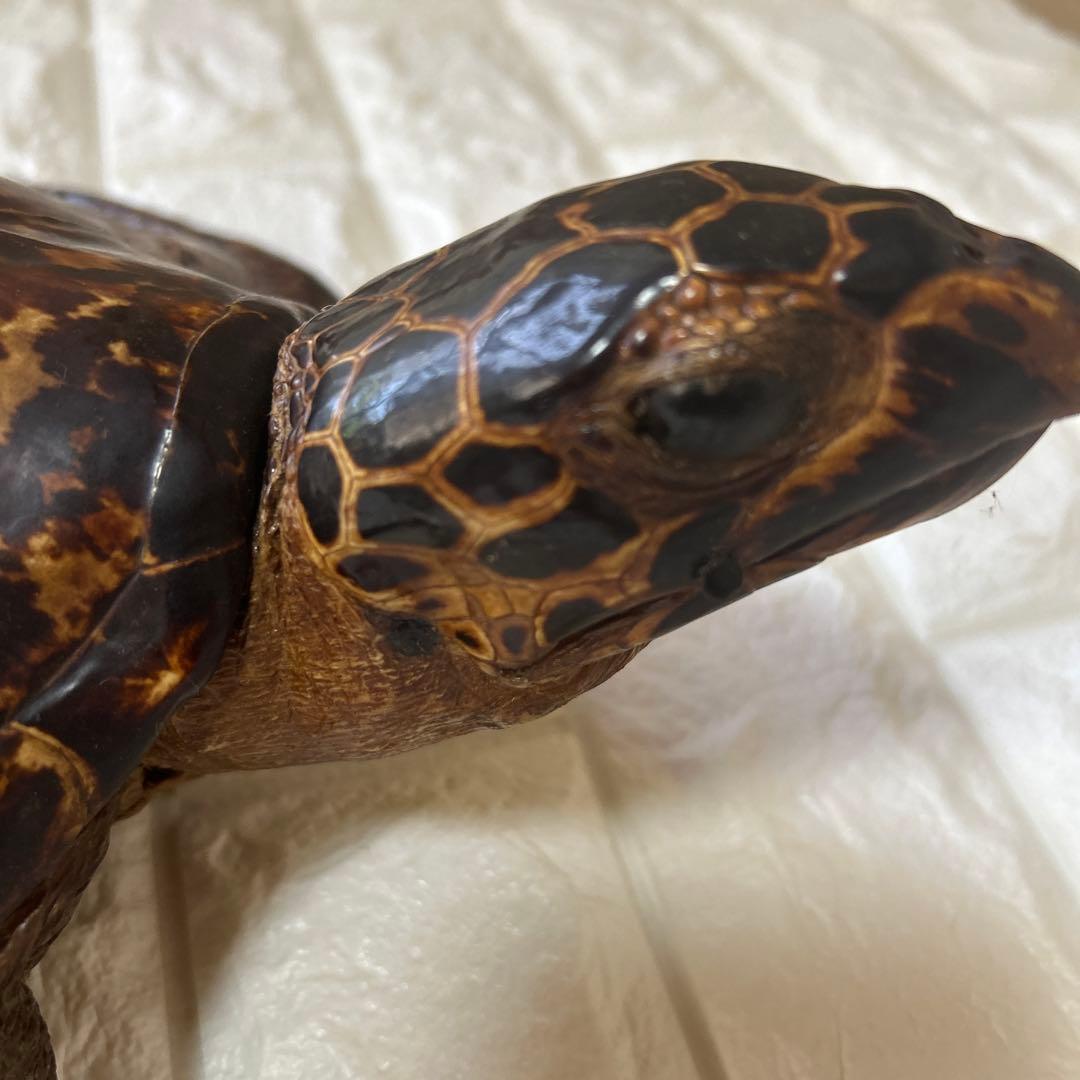 ウミガメ　タイマイの剥製　国際希少野生動植物登録票有り