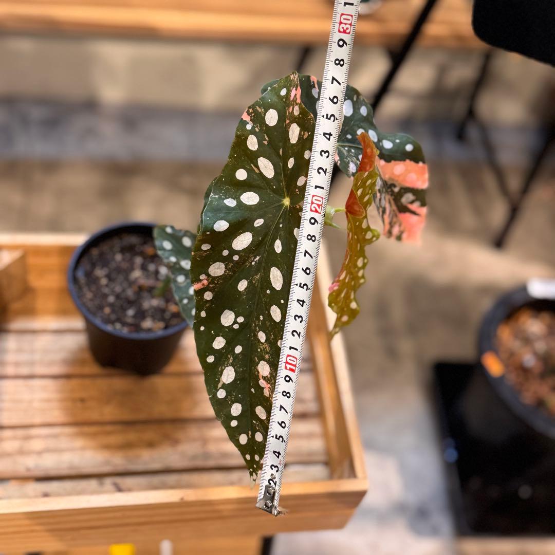 14 ベゴニア　マクラータ　ピンク斑入り　超話題品種　美株