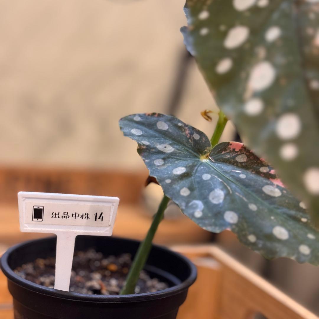 14 ベゴニア　マクラータ　ピンク斑入り　超話題品種　美株