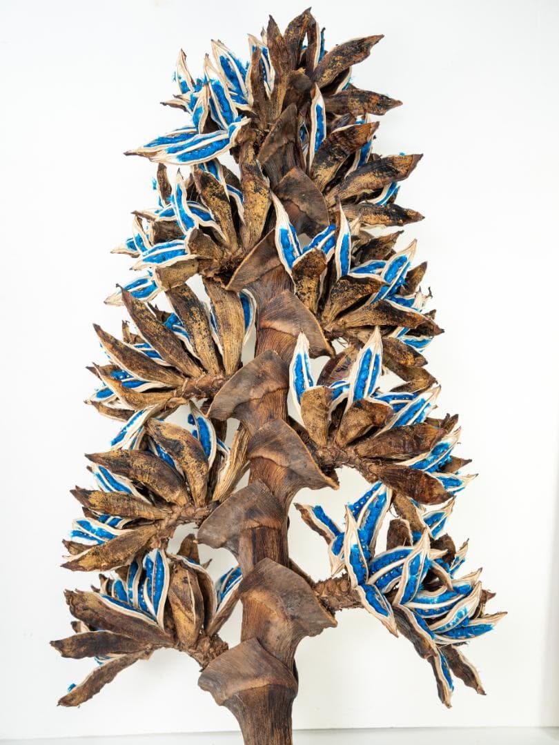 タビビトノキ 青い種 丸ごと 訳あり 6 旅人の木 オオギバショウ 種子