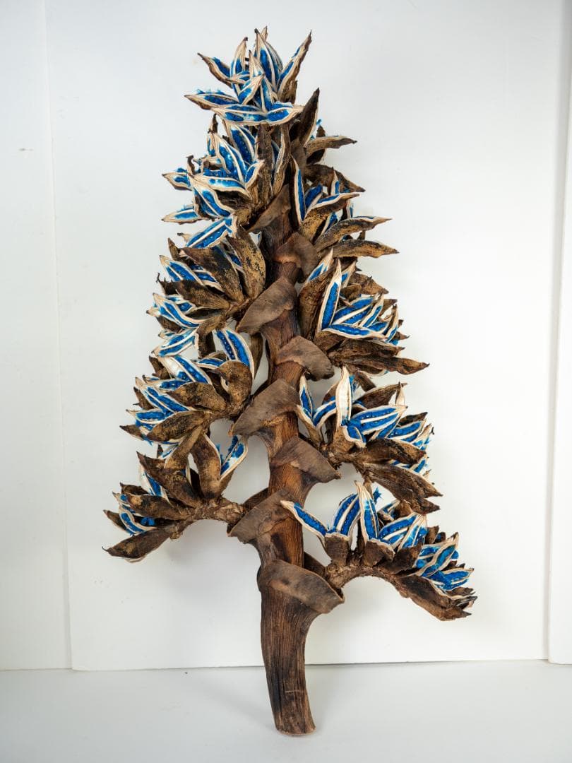 タビビトノキ 青い種 丸ごと 訳あり 6 旅人の木 オオギバショウ 種子