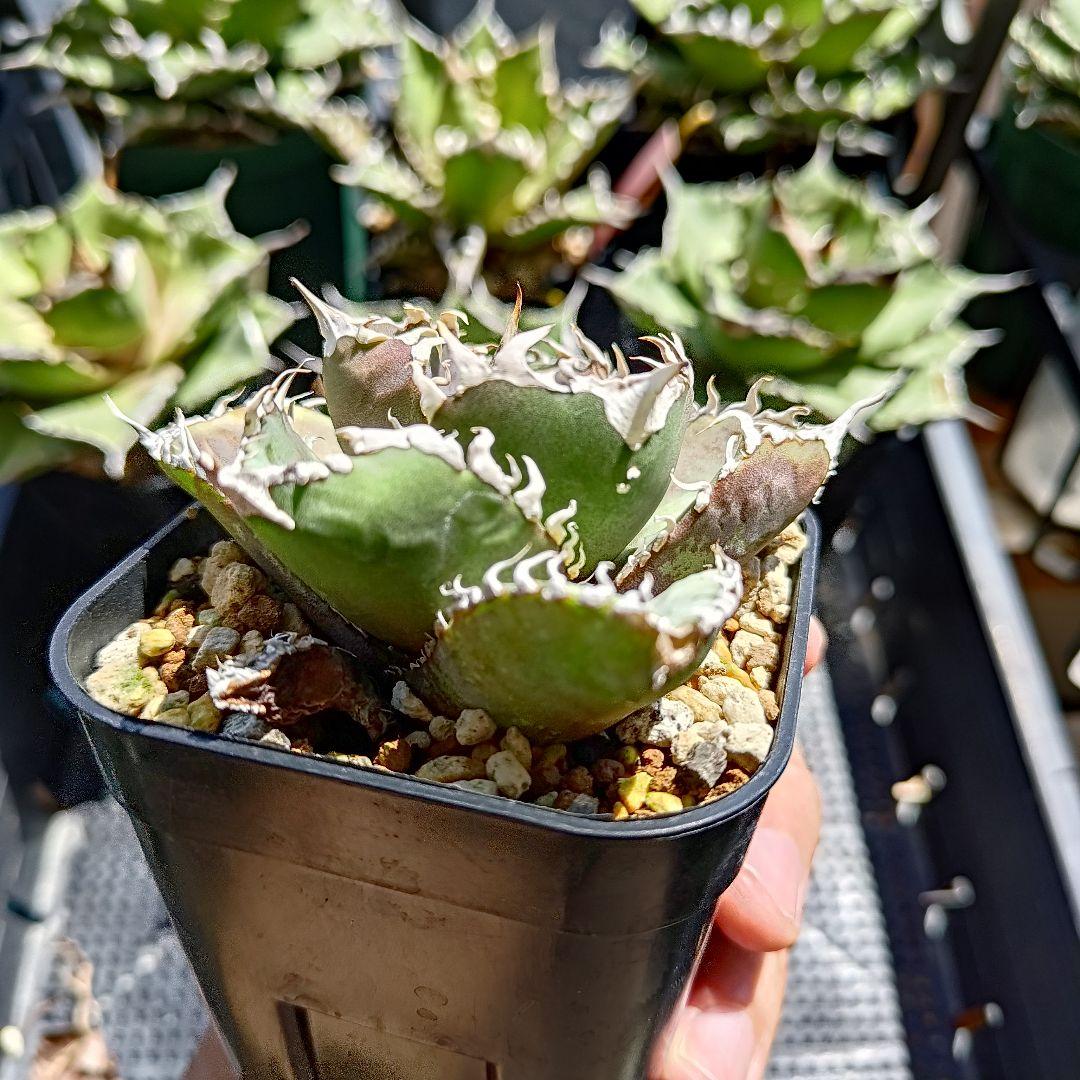 1株限定！アガベ 金剛 子株 強棘 発根済み 鉢のまま発送