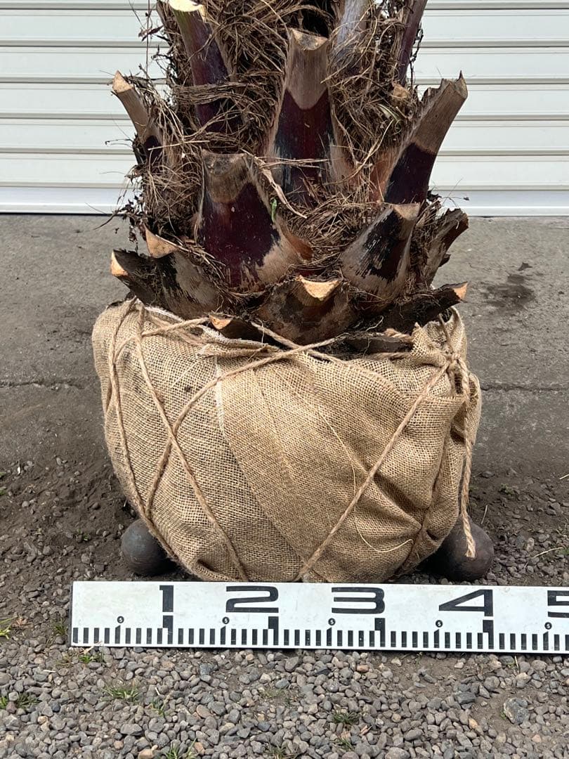 ココスヤシ　大株極太シルバーリーフ　カルフォルニアスタイル　送料込み価格