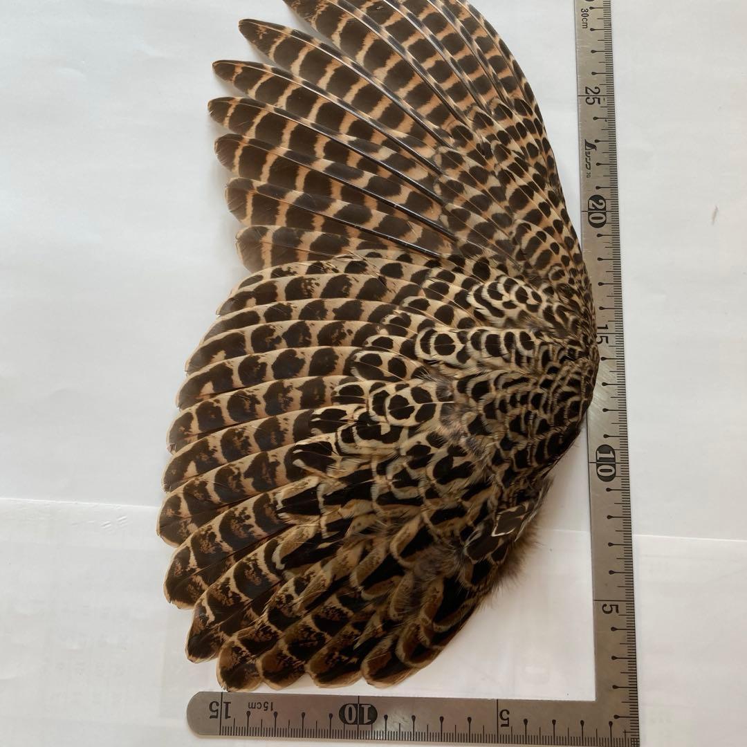 鳥の羽根　キジの翼と足