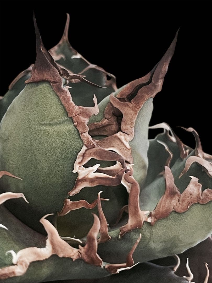 レア特価【CG産】アガベ チタノタ　シチリア　スパチタ　カクタスグリーン　子株